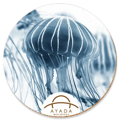 Round - Custom Hats Now