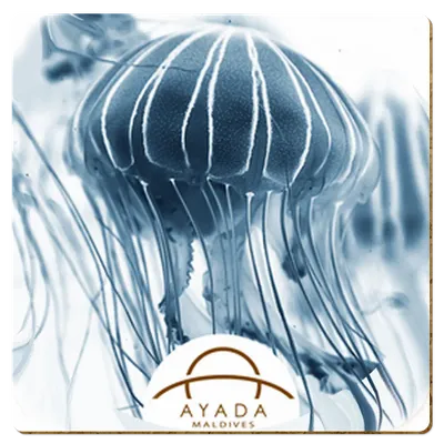 Square - Custom Hats Now