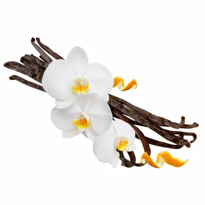 Vanilla - Custom Hats Now