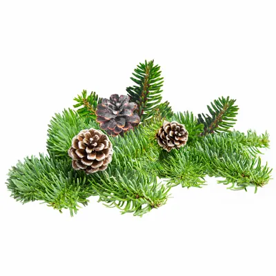 Pine - Custom Hats Now